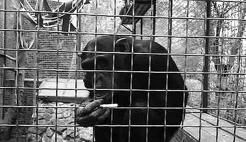 Элвин Бродерик - Секс, игра и шоколад. Удовольствия и пристрастия