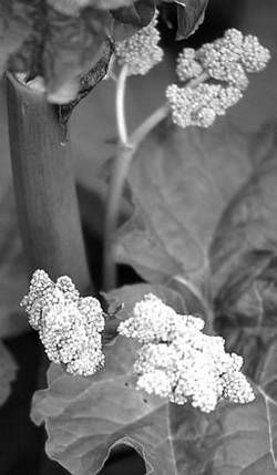 Александр Хаиль - Райский сад на дачном участке. Самые красивые растения,...