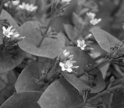 Александр Хаиль - Райский сад на дачном участке. Самые красивые растения,...