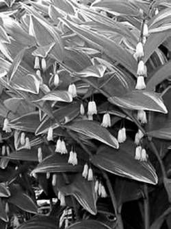 Александр Хаиль - Райский сад на дачном участке. Самые красивые растения,...