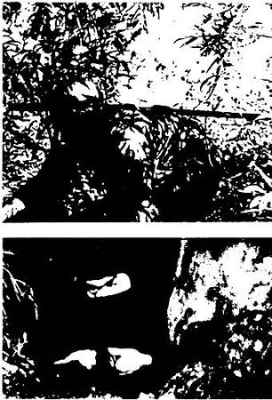 Анатолий Тарас - Воины-тени: Ниндзя и ниндзюцу