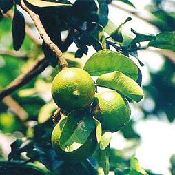 Татьяна Дорошенко - Целебные растения