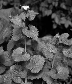 Александр Хаиль - Райский сад на дачном участке. Самые красивые растения,...
