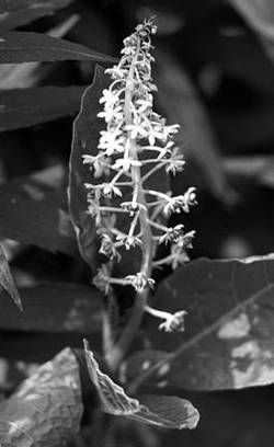 Александр Хаиль - Райский сад на дачном участке. Самые красивые растения,...