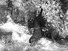 Марина Куропаткина - Ретриверы