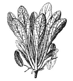 Александр Хаиль - Райский сад на дачном участке. Самые красивые растения,...