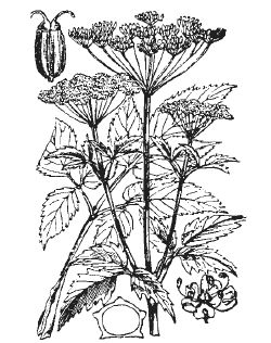 Александр Хаиль - Райский сад на дачном участке. Самые красивые растения,...