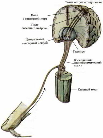 Флойд Блум, Арлайн Лейзерсон и др. - Мозг, разум и поведение