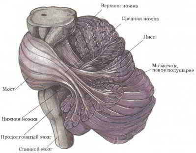 Флойд Блум, Арлайн Лейзерсон и др. - Мозг, разум и поведение