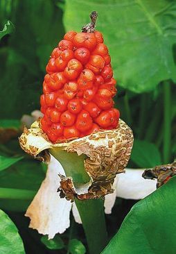 Татьяна Дорошенко - Целебные растения