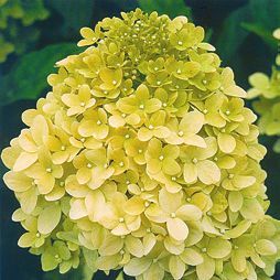 Татьяна Дорошенко - Целебные растения