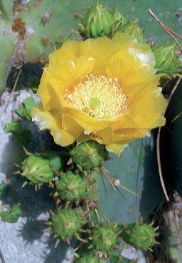 Татьяна Дорошенко - Целебные растения