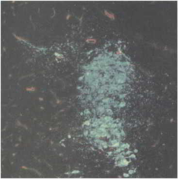 Флойд Блум, Арлайн Лейзерсон и др. - Мозг, разум и поведение