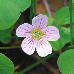 Татьяна Дорошенко - Целебные растения