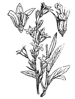 Александр Хаиль - Райский сад на дачном участке. Самые красивые растения,...