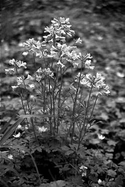 Александр Хаиль - Райский сад на дачном участке. Самые красивые растения,...