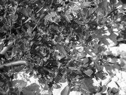 Александр Хаиль - Райский сад на дачном участке. Самые красивые растения,...