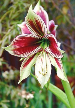 Татьяна Дорошенко - Целебные растения