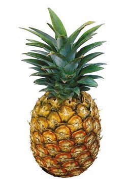 Татьяна Дорошенко - Целебные растения