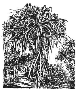 Альфред Уоллес - Тропическая природа