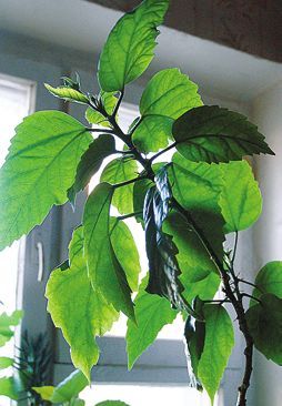 Татьяна Дорошенко - Целебные растения