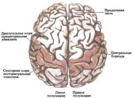Флойд Блум, Арлайн Лейзерсон и др. - Мозг, разум и поведение