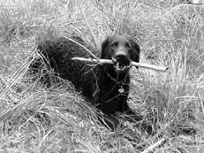 Марина Куропаткина - Ретриверы