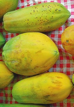 Татьяна Дорошенко - Целебные растения