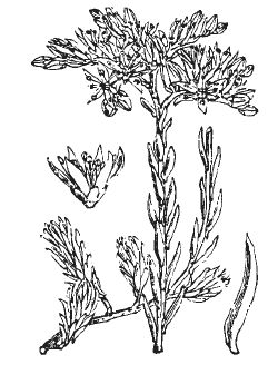 Александр Хаиль - Райский сад на дачном участке. Самые красивые растения,...
