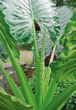 Татьяна Дорошенко - Целебные растения