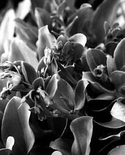 Александр Хаиль - Райский сад на дачном участке. Самые красивые растения,...