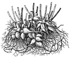 Александр Хаиль - Райский сад на дачном участке. Самые красивые растения,...
