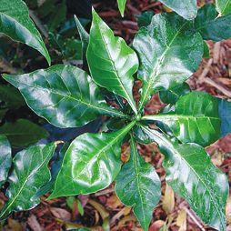 Татьяна Дорошенко - Целебные растения