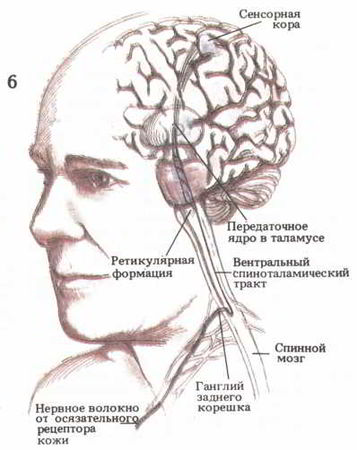 Флойд Блум, Арлайн Лейзерсон и др. - Мозг, разум и поведение