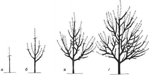 Алексей Кушлак - Формирование и обрезка плодового сада
