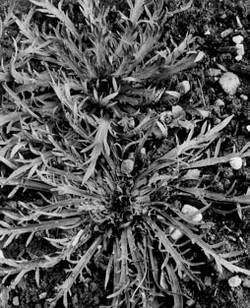 Александр Хаиль - Райский сад на дачном участке. Самые красивые растения,...