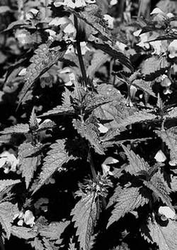 Александр Хаиль - Райский сад на дачном участке. Самые красивые растения,...