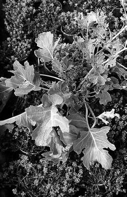 Александр Хаиль - Райский сад на дачном участке. Самые красивые растения,...