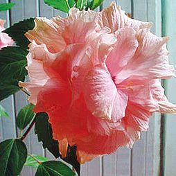 Татьяна Дорошенко - Целебные растения