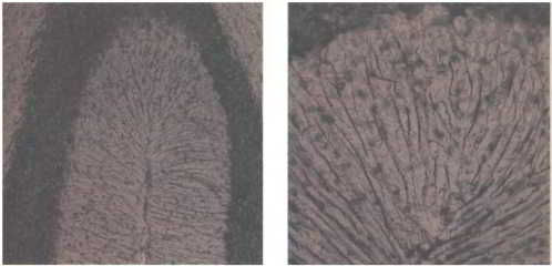 Флойд Блум, Арлайн Лейзерсон и др. - Мозг, разум и поведение