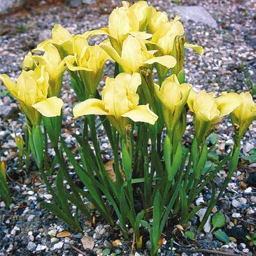 Татьяна Дорошенко - Целебные растения