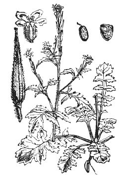 Александр Хаиль - Райский сад на дачном участке. Самые красивые растения,...