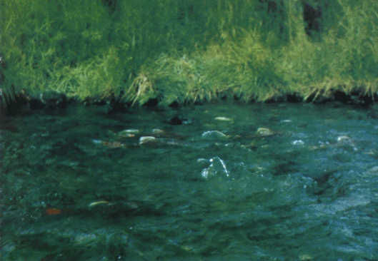 Жак-Ив Кусто, И. Паккале - Лососи, бобры, каланы