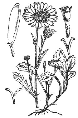 Александр Хаиль - Райский сад на дачном участке. Самые красивые растения,...