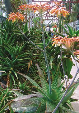 Татьяна Дорошенко - Целебные растения