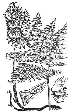 Александр Хаиль - Райский сад на дачном участке. Самые красивые растения,...