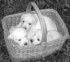 Марина Куропаткина - Ретриверы