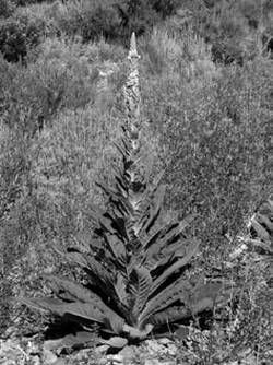 Александр Хаиль - Райский сад на дачном участке. Самые красивые растения,...