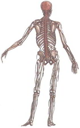 Флойд Блум, Арлайн Лейзерсон и др. - Мозг, разум и поведение