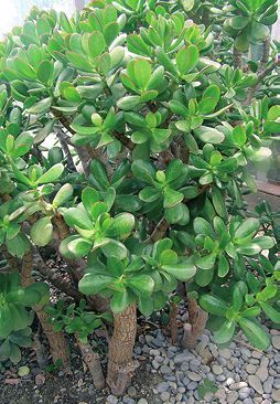 Татьяна Дорошенко - Целебные растения